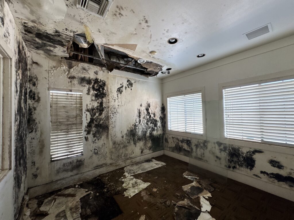 Bound Brook mold remediation